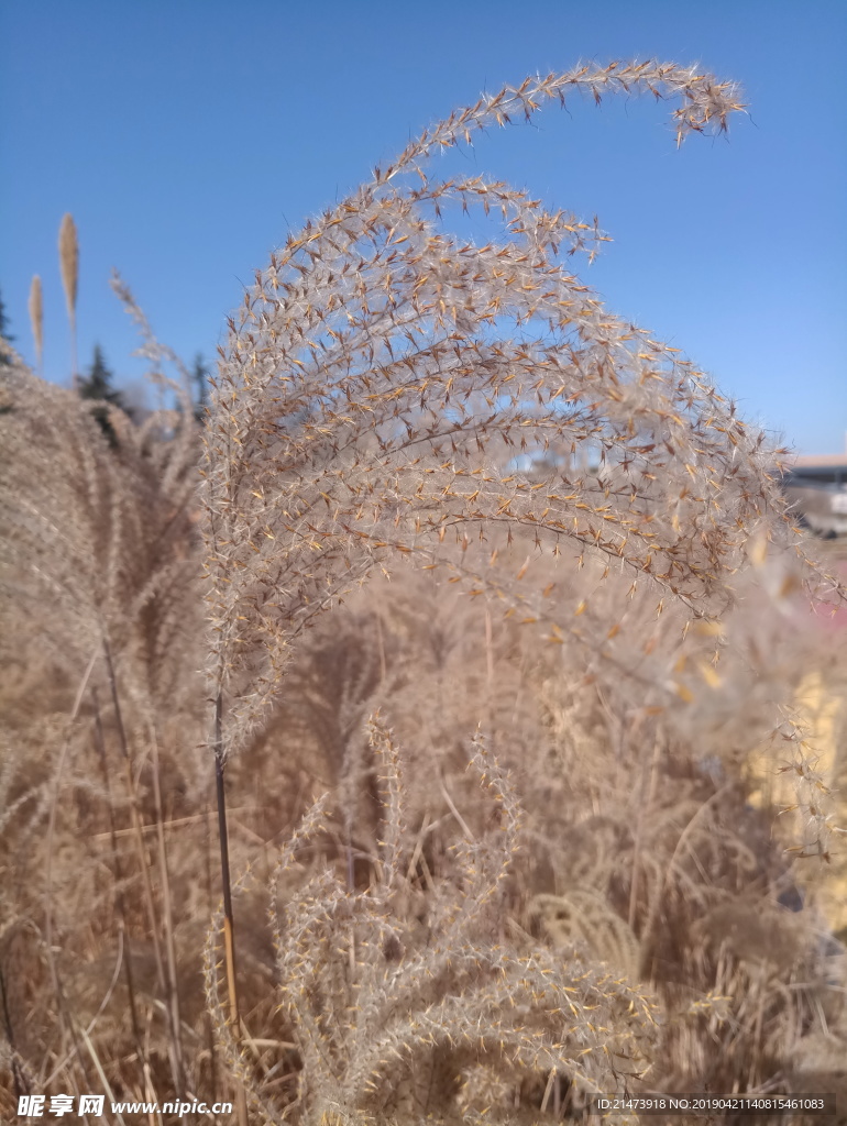 草