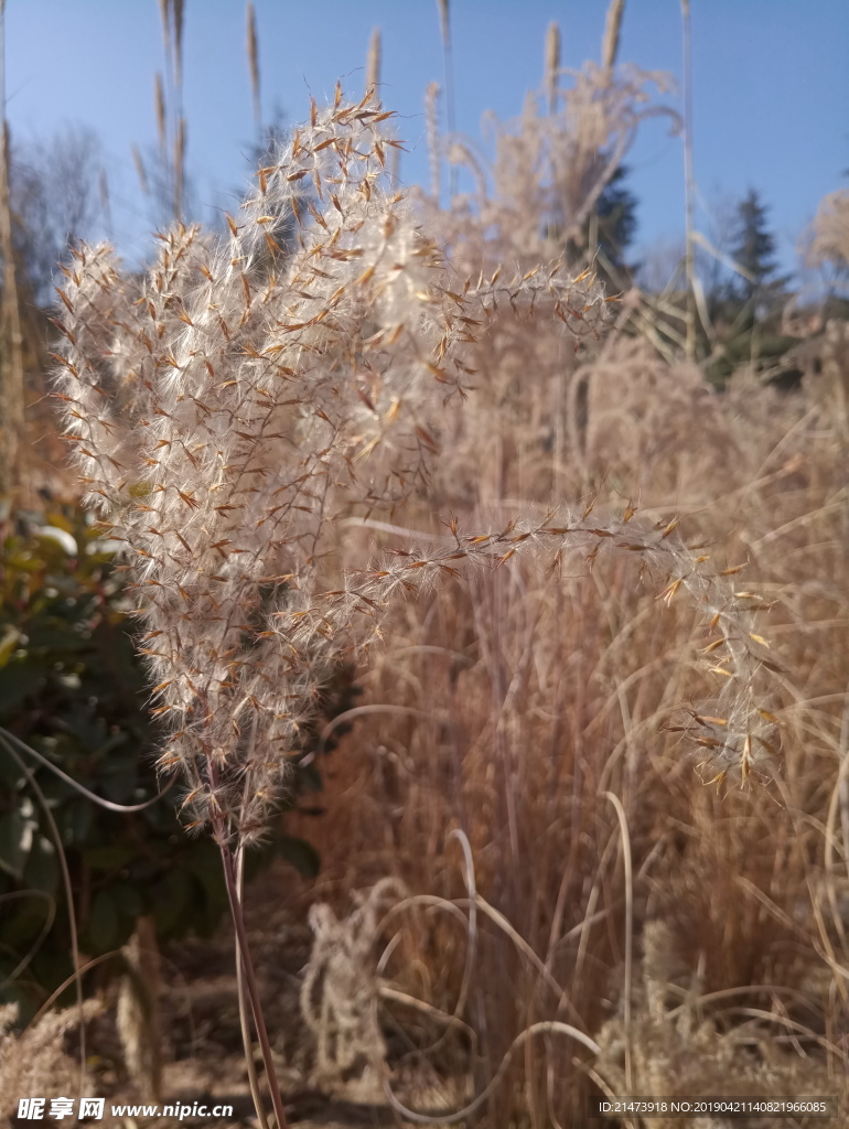 草