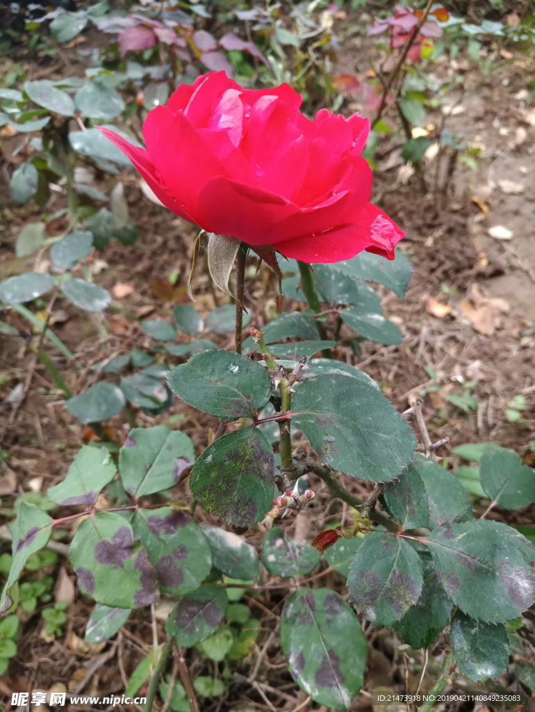 玫瑰