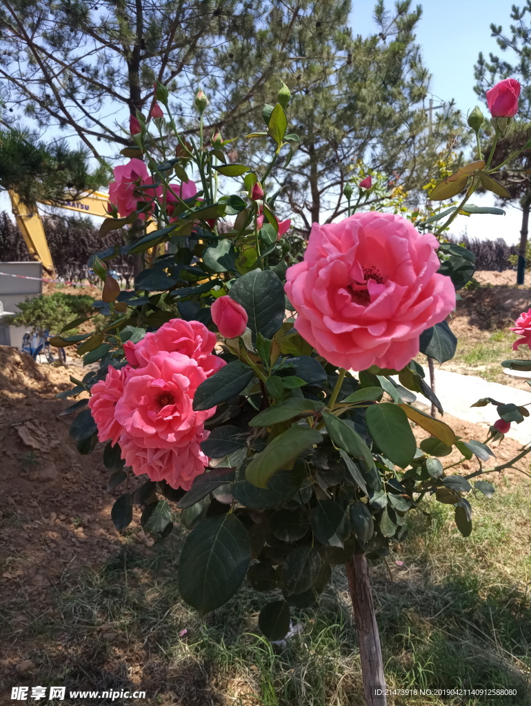 玫瑰