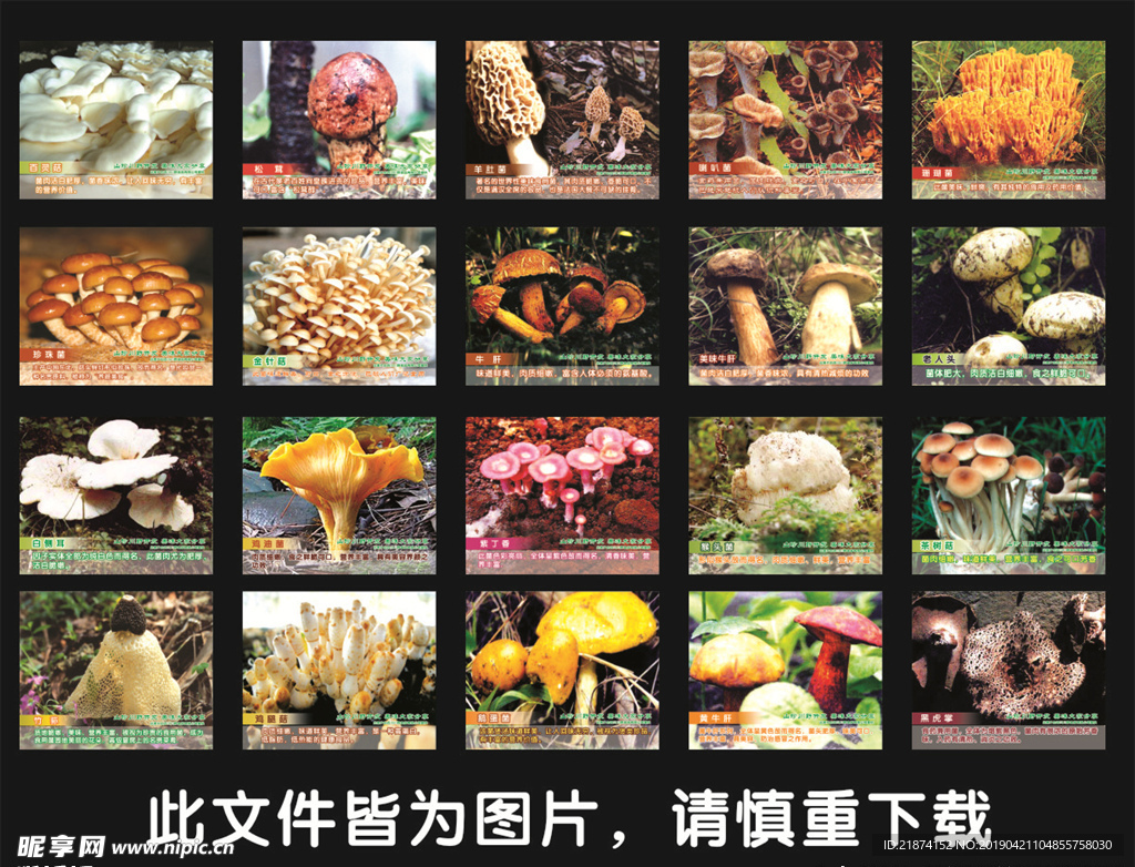 菇