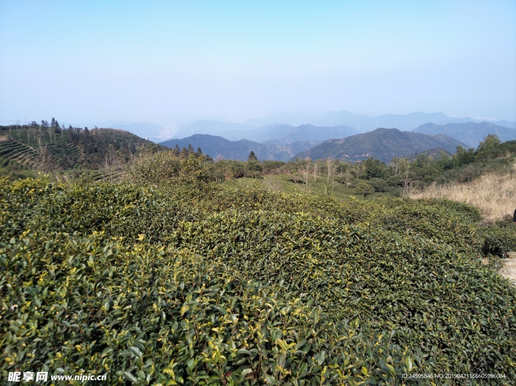 茶叶园