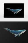 手绘蓝色的大鲸鱼插画元素