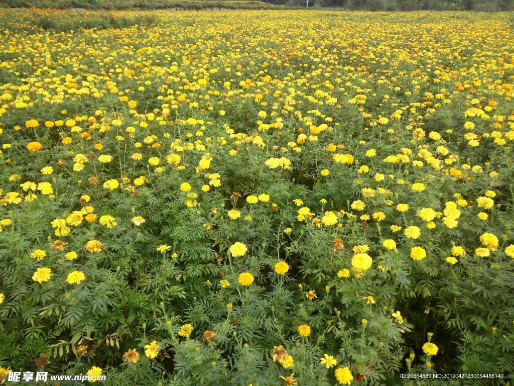 万峰林  油菜花