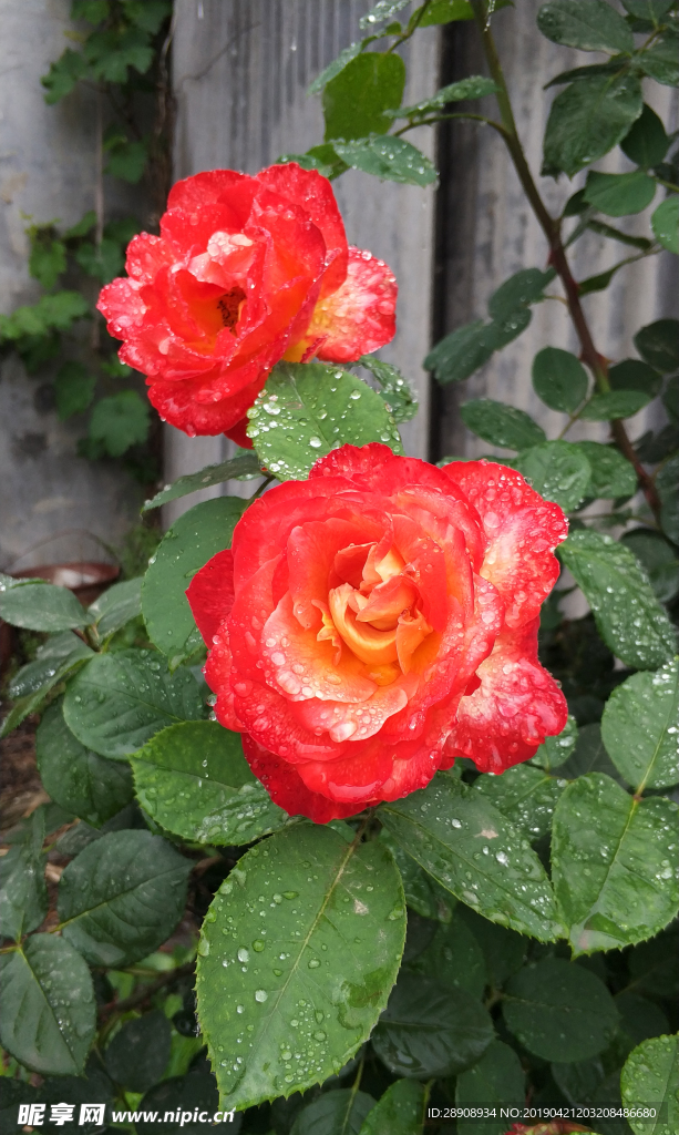 雨后的月季花