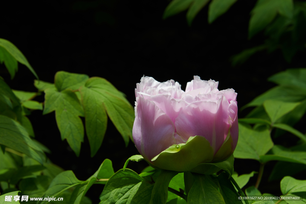 牡丹 牡丹花 花 花卉 国花