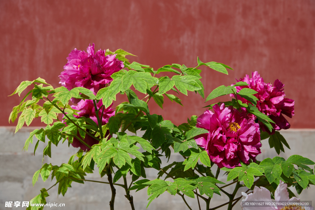 牡丹 牡丹花 花 花卉 国花