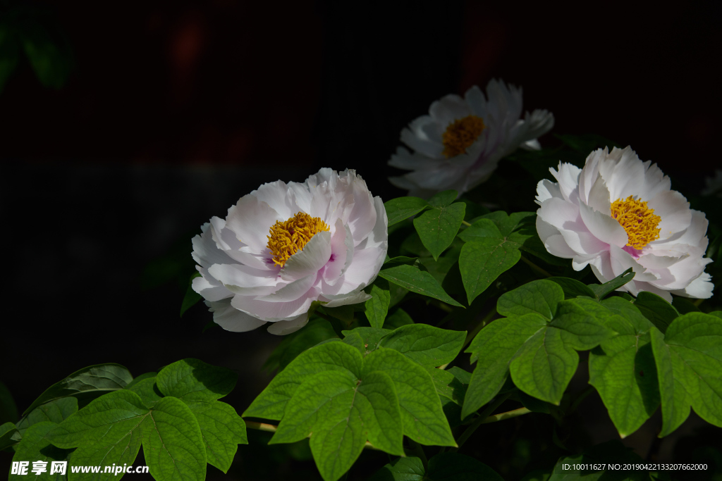 牡丹 牡丹花 花 花卉 国花