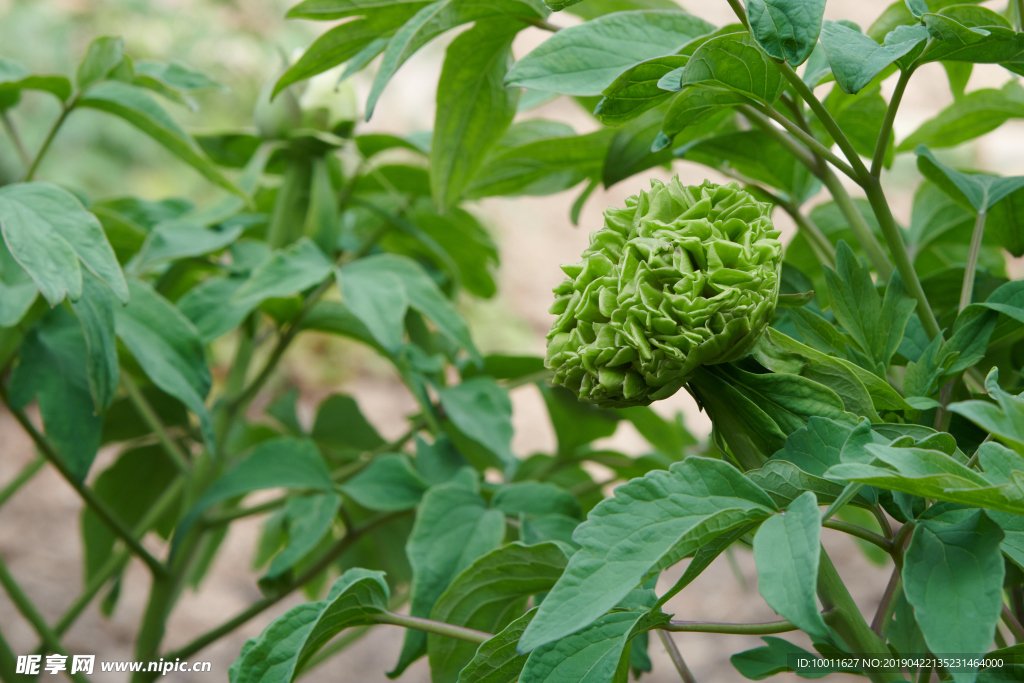 牡丹 牡丹花 花 花卉 国花