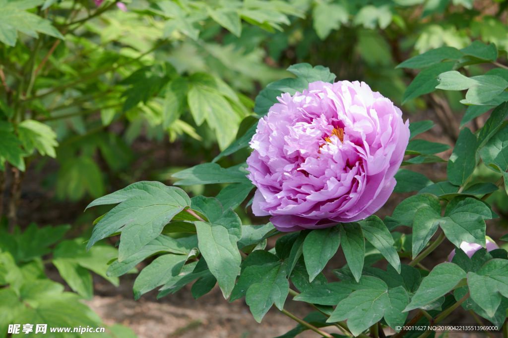 牡丹 牡丹花 花 花卉 国花