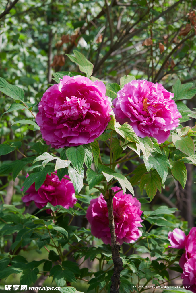 牡丹 牡丹花 花 花卉 国花