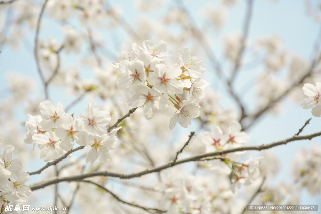 樱花