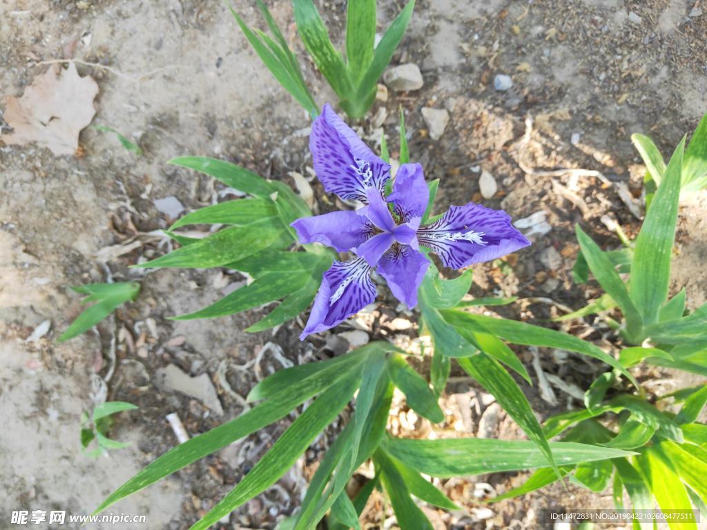 鸢尾花