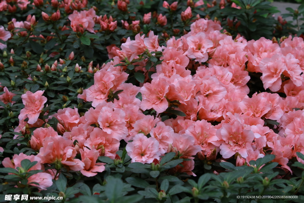 杜鹃花