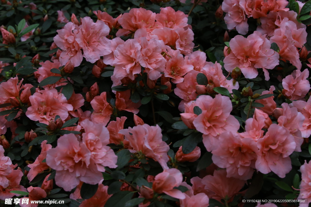 杜鹃花