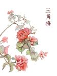 手绘粉色花三角梅叶子花