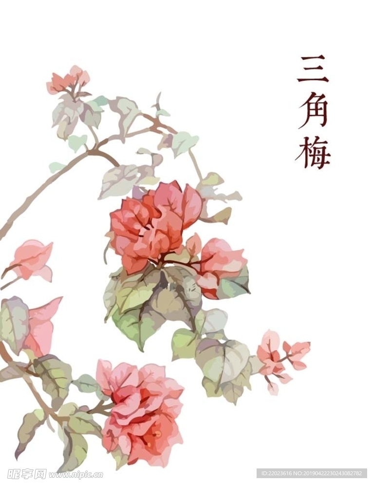 手绘粉色花三角梅叶子花