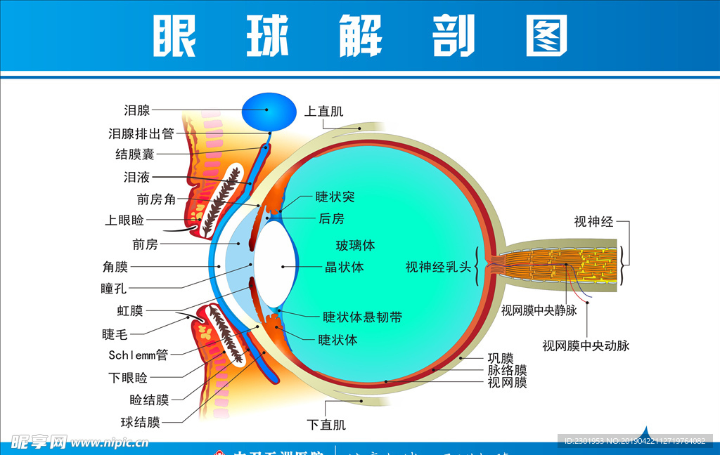 眼球