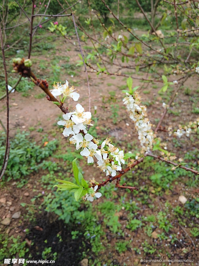 梨花