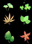 植物树叶