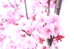 榆叶梅