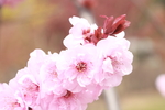 榆叶梅