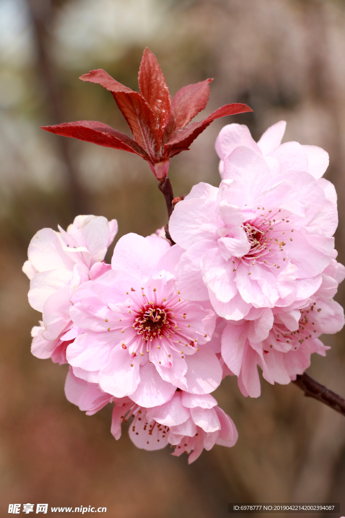 樱花