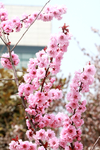 榆叶梅