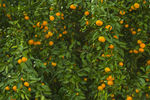 水果 柑桔 柑橘林
