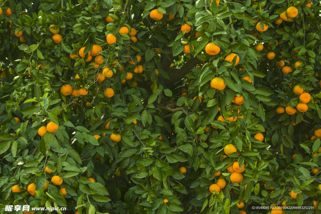 水果 柑桔 柑橘林