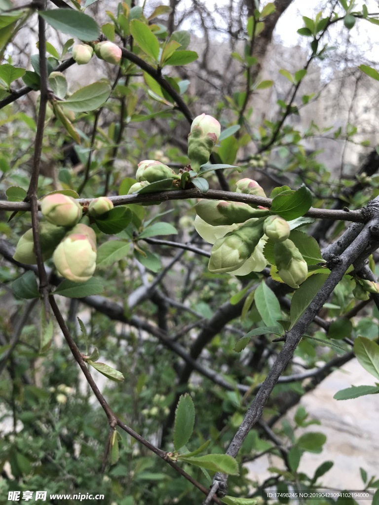 迎春花
