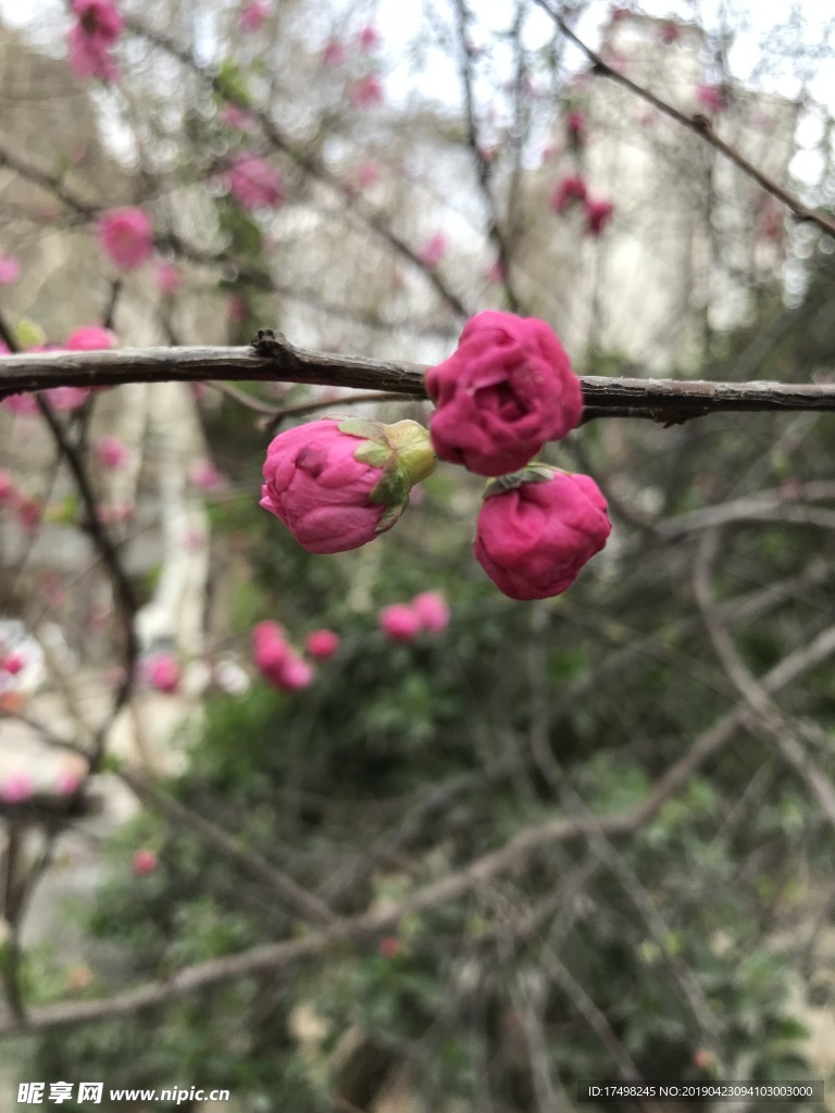 迎春花  桃花