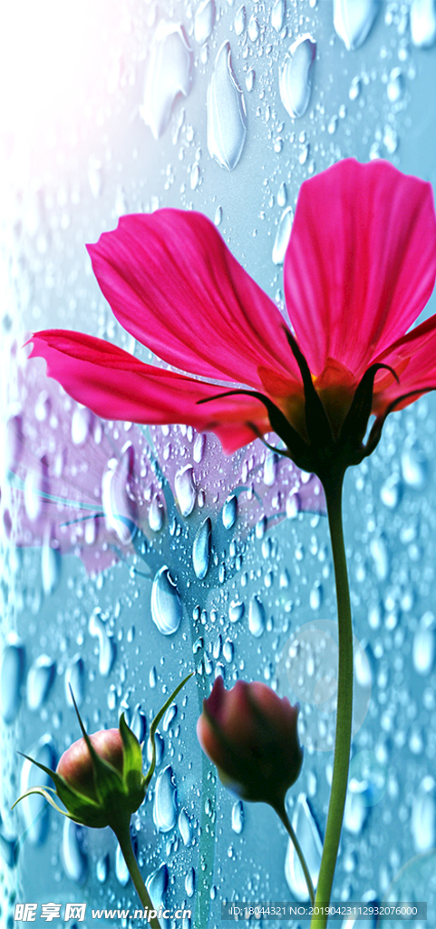 花朵水珠玄关装饰画