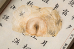 木蝴蝶