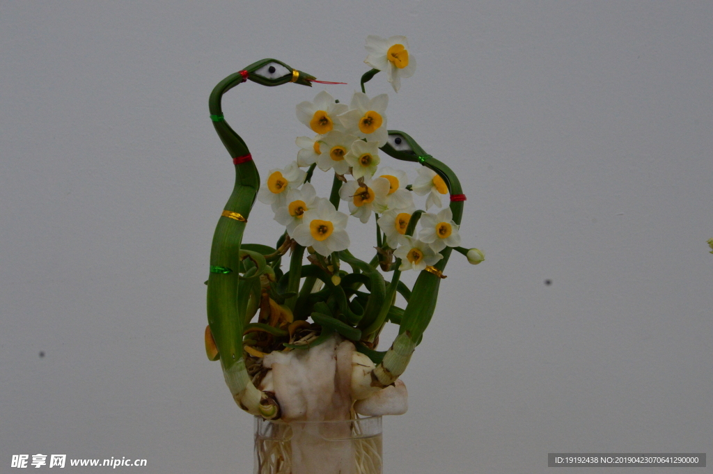 水仙花
