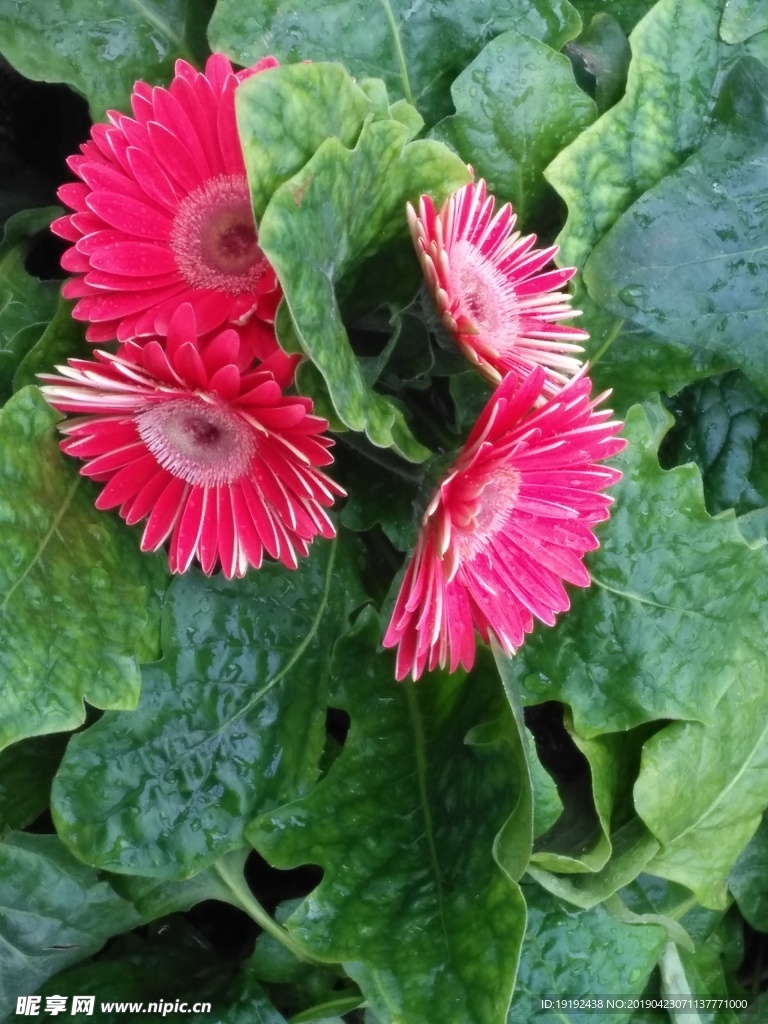 非洲菊