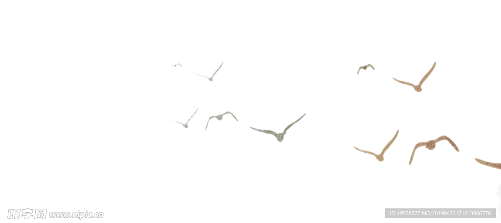 鸽子