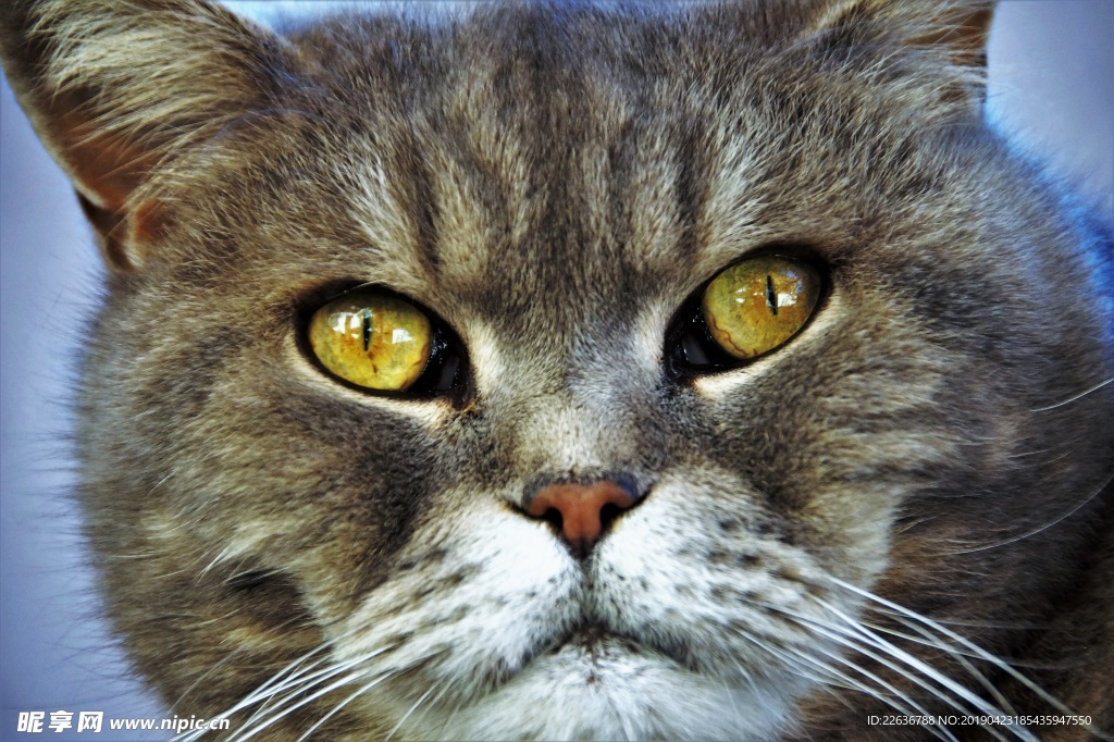猫图片