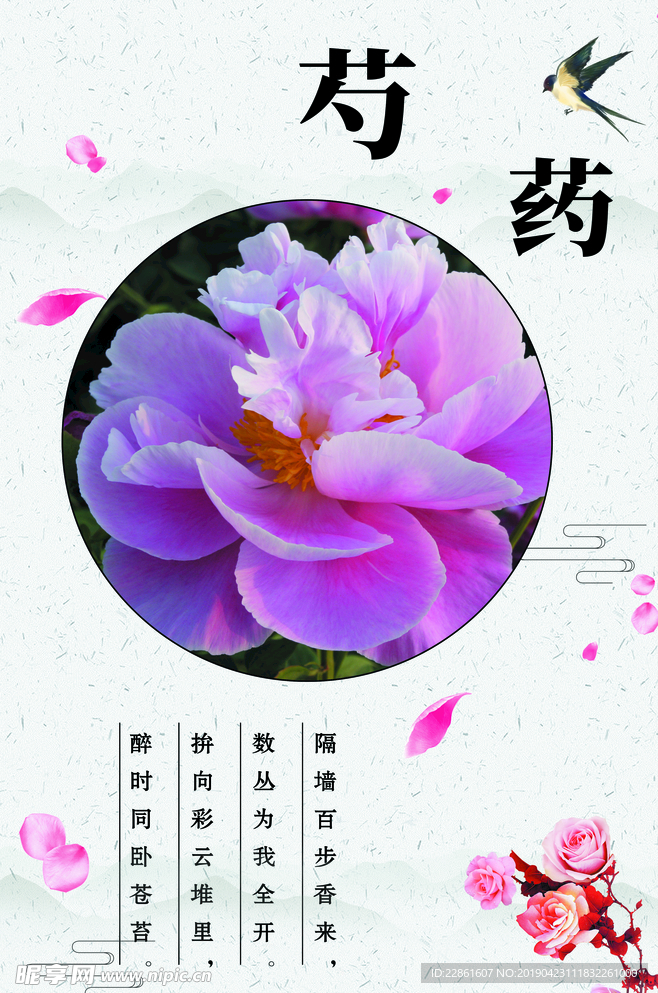 芍药