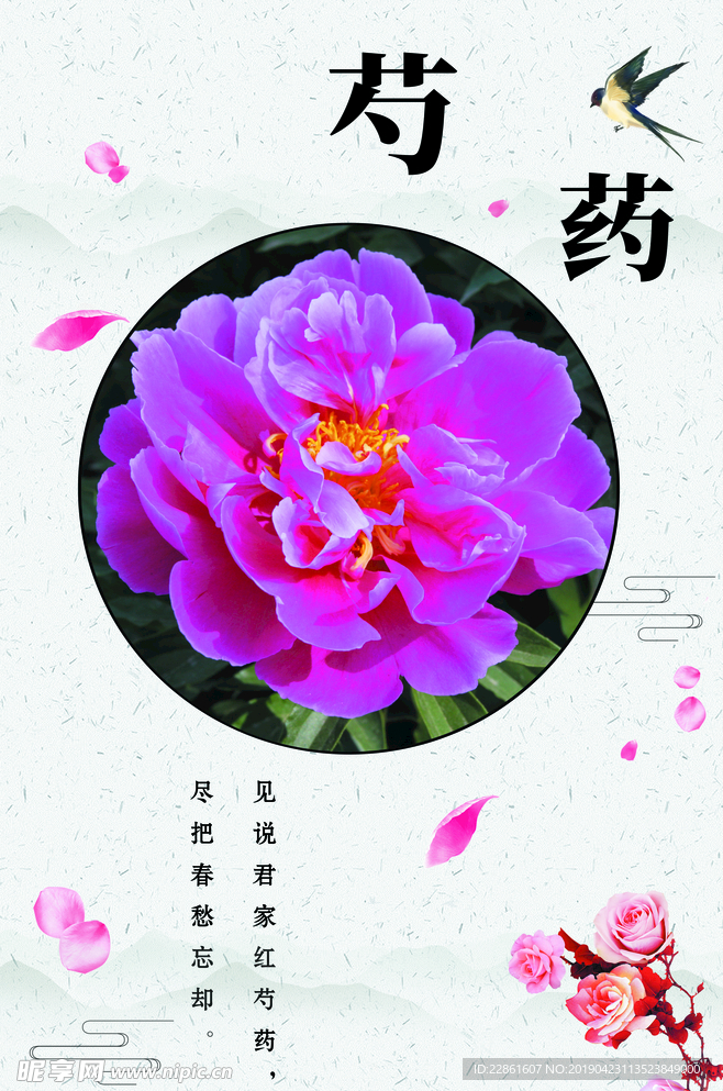 芍药