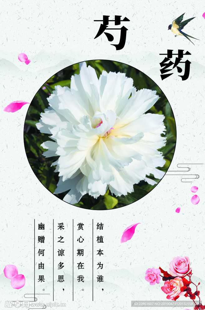芍药