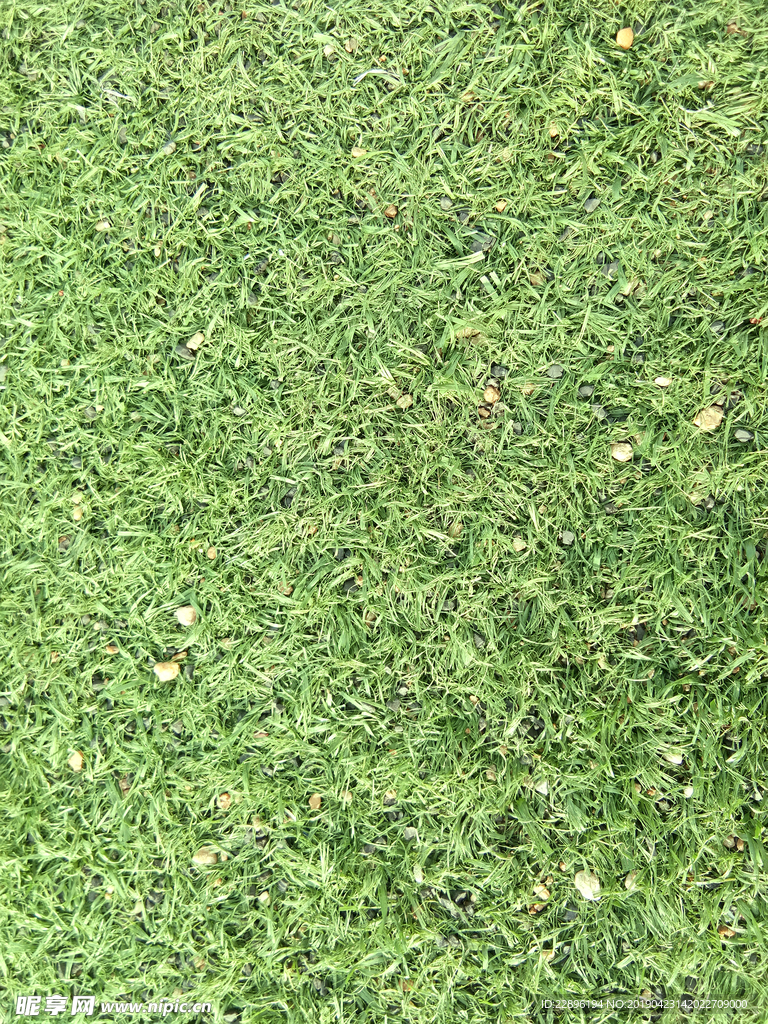 草地