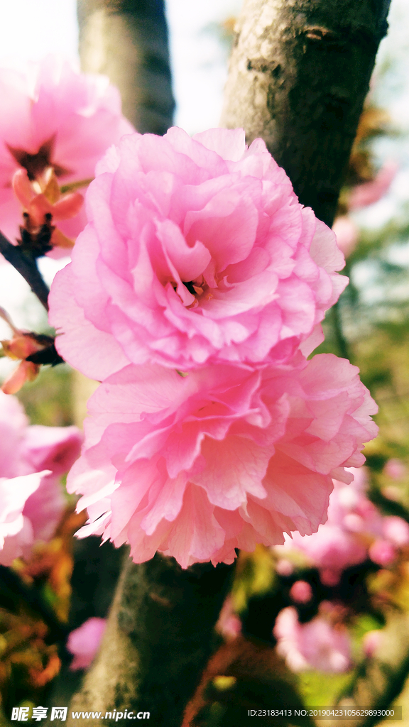 樱花
