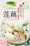 新鲜莲藕海报分层设计