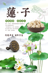 莲子海报分层设计