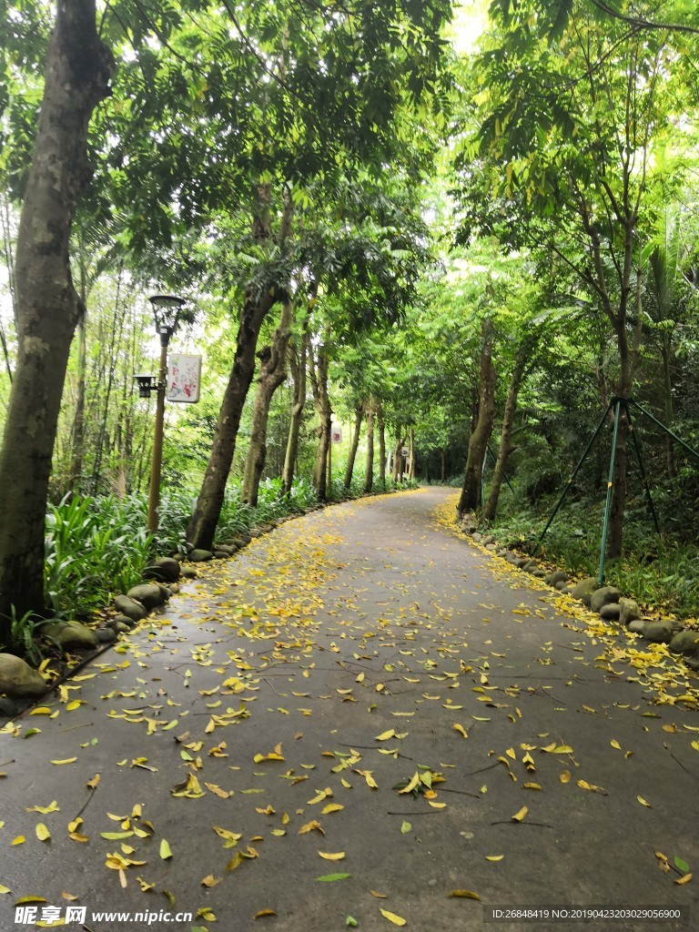 绿荫道