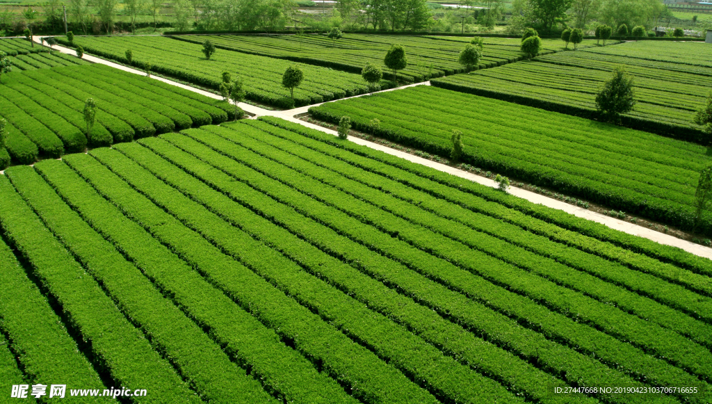 茶园