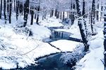 雪林
