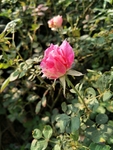 月季