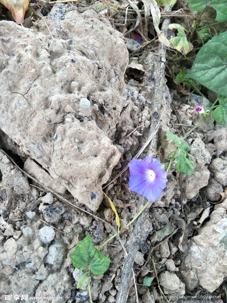 牵牛花